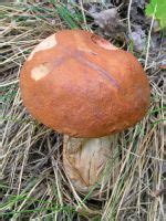 Descrizione Del Leccinum Aurantiacum Porcinello Rosso