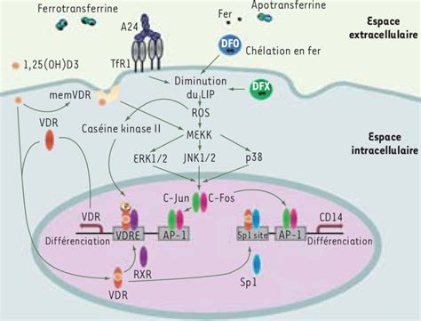 Voies De Signalisation Impliquées Dans La Différenciation Monocytaire