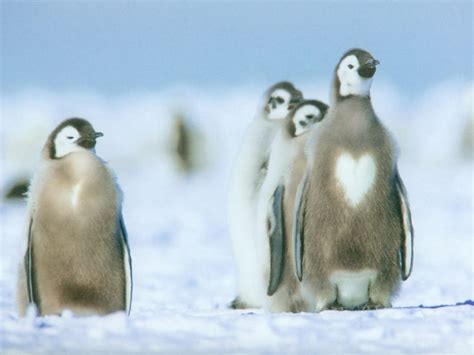 penguin heart. Penguin Parade, Penguin Love, Animals And Pets, Cute ...