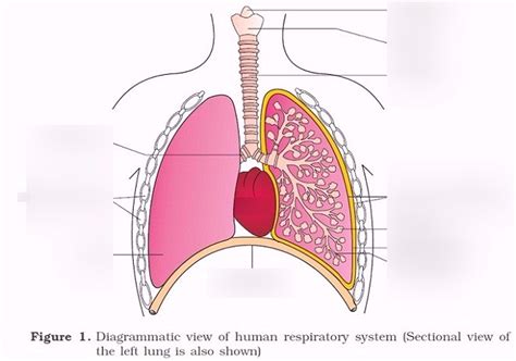 Lung Labelling Year 7 Diagram Quizlet