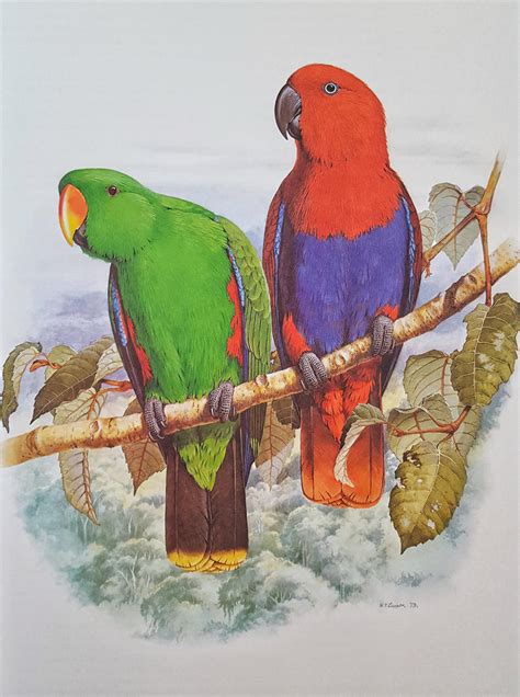 Eclectus Parrot [eclectus Roratus] By L Ucifer Morningstar On Deviantart