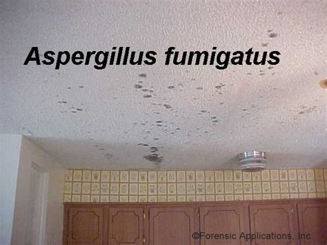 Pavia blog: aspergillus fumigatus