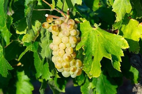 Grenache Blanc Grape Variety & Wine Profile: Taste & Food Pairings ...