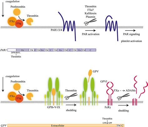 Frontiers Platelet Membrane Receptor Proteolysis Implications For Platelet Function