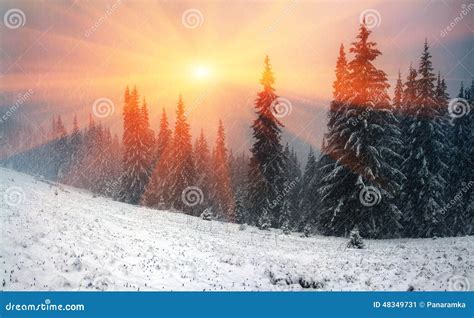 Alpine is the climate stock image. Image of landscape - 48349731