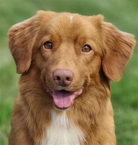 Chien Retriever De La Nouvelle Ecosse Ch Sienna Red Rockin Rover