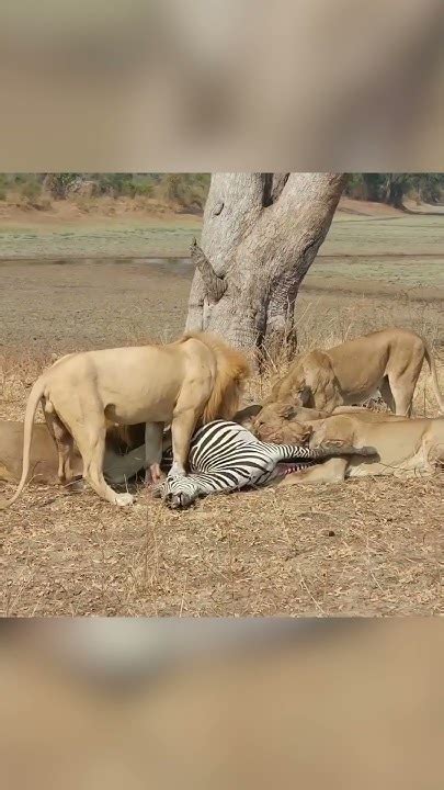 Lion Eats Zebra Shots Youtube