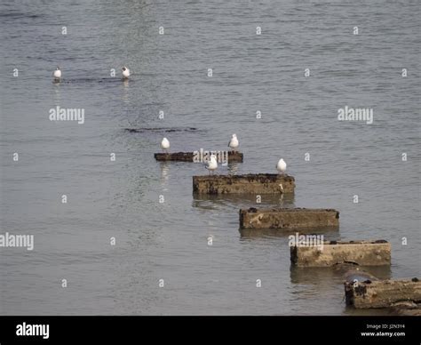 A Group Of Pair Pairs Seagull Seagulls Birds Standing Resting On