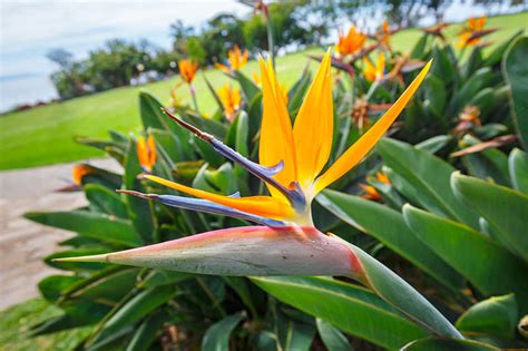 Details 100 Imagen Strelitzia Nicolai Cuidados Exterior Abzlocal Mx