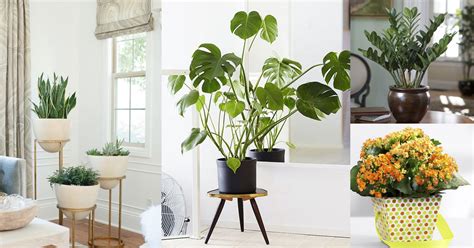 19 Best Low Maintenance Houseplants | Balcony Garden Web