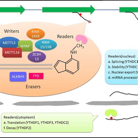 Functions Of M6A Modifications M6A Modification Is A Dynamic And