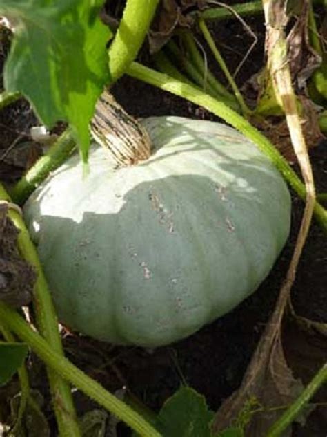 50 Sweet Meat Winter Squash Seeds Vegetable Seeds Etsy