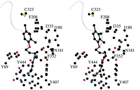 Three Dimensional Structure Of Human Monoamine Oxidase A Mao A