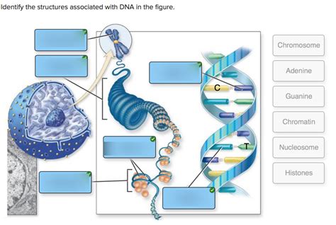 Dna Chromatin And Chromosomes Diagram Quizlet