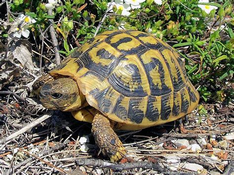 Testudo Hermanni Tortue D Hermann