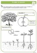 La classe de Sanléane La germination et le cycle de vie des végétaux