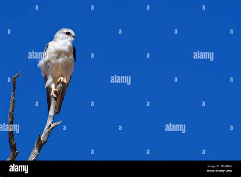 Black Shouldered Kite Sitting Hi Res Stock Photography And Images Alamy