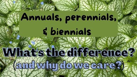 Annuals Perennials Biennials Know The Facts Youtube