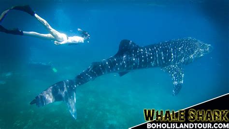 Swim with the Whale Shark - Cebu, Philippines ~ Bohol Island Tour - WoW Bohol Package Tours and ...