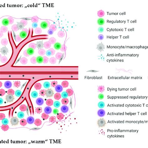 H 1pv Induced Modulation Of Tumor Microenvironment Immune Landscape Download Scientific