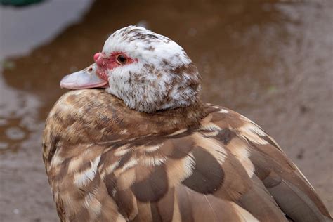 Muscovy Duck Audubon Field Guide