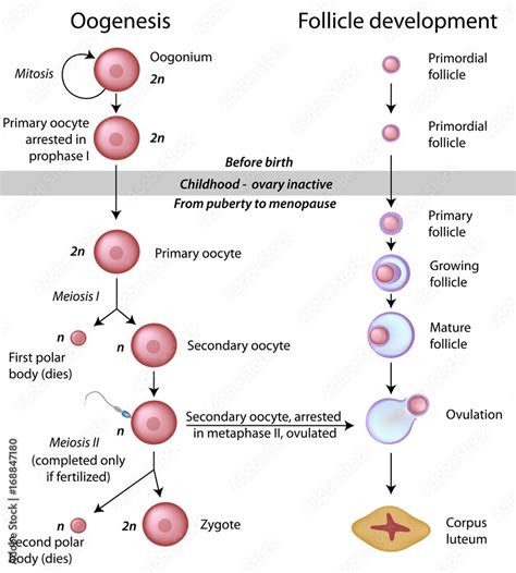 Oogenesis Labeled Stock Illustration Adobe Stock