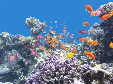 Buntes Korallenriff Mit Masse Von Fische Scalefin Anthias Im Tropischen