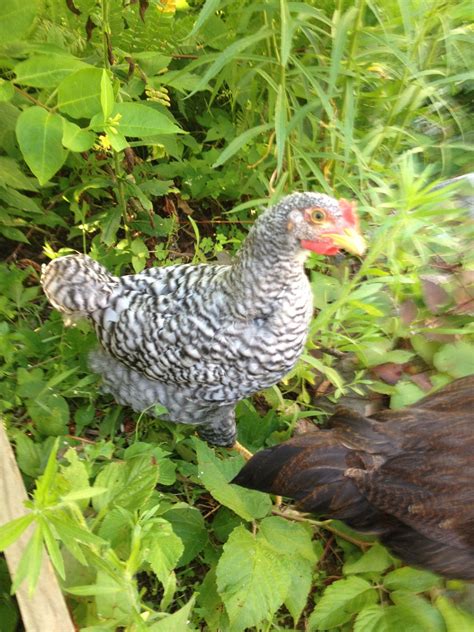 Barred Rock Rooster Or Hen