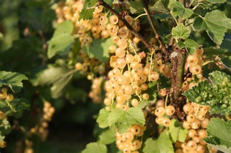 Rode Bes Kopen Vanaf 6 99 Fruitbomen Net