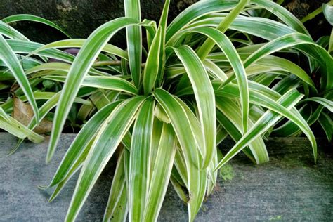 A List Of Plants Similar To Spider Plant Growing Tips