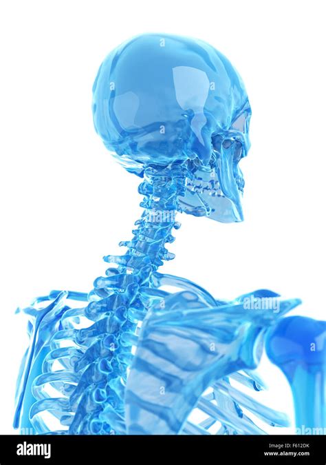 Medically Accurate Illustration Of Spine Stock Photo Alamy