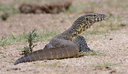 Nile Monitor Facts and Pictures | Reptile Fact