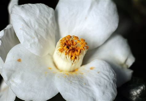 Royalty Free Photo Shallow Focus Photography Of White Flower Pickpik