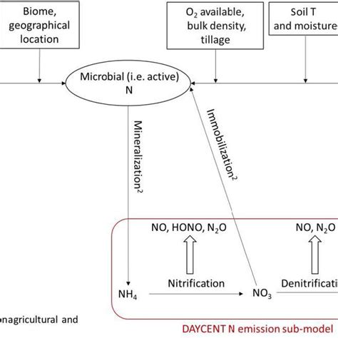 Schematic For N Transformation To Estimate Soil Pools Of Ammonium NH 4