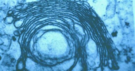 El aparato de Golgi - Biología