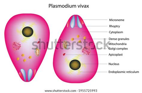 Plasmodium Under Microscope Labeled