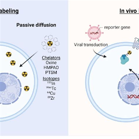 Labeling Strategies For Imaging Of Adoptively Transferred T Cells