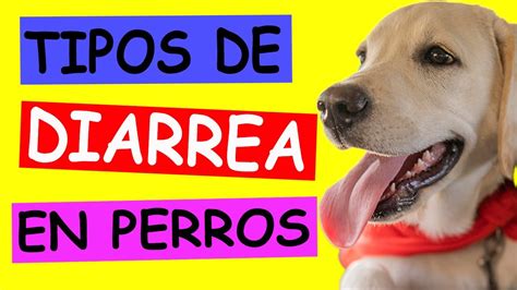 Tipos De Diarrea En Perros Y Sus Tratamientos Youtube