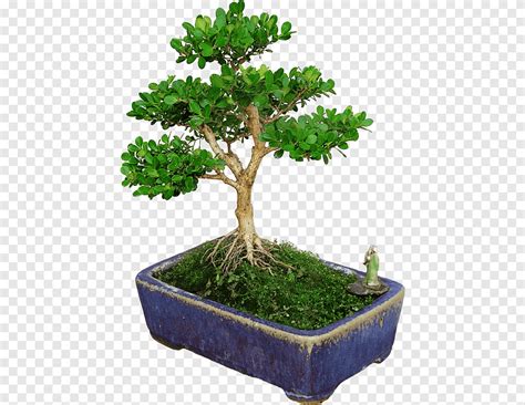 Chinese sweet plum Flowerpot Buxus microphylla Bonsai Tree bonsai 背 景