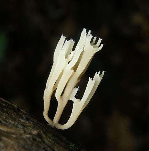 Crown Tipped Coral Fungus From Winder Ga Usa On July