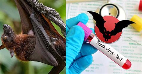 Nipah Virus: Spread, Symptoms, Prevention, and Cure - The Lokdoot is ...