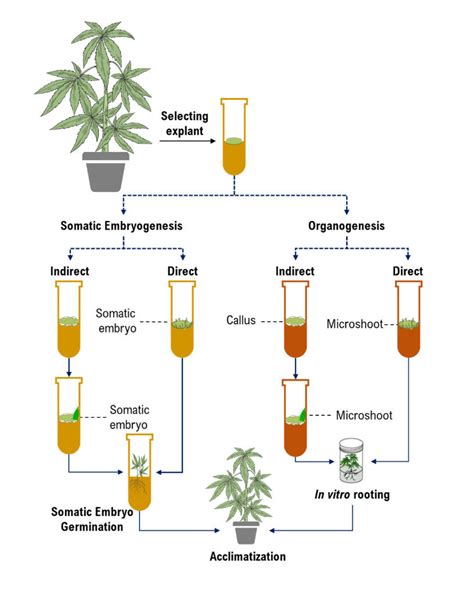 The schematic diagram of plant tissue culture procedures. | Download ...