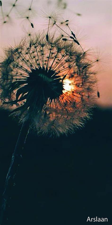 Galaxy S Wallpaper Dandelion