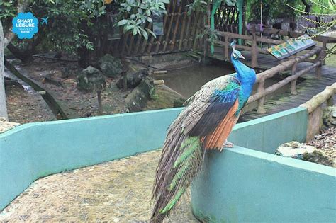 Encounter The Reptiles At Jong Crocodile Farm Day Tour In Sarawak