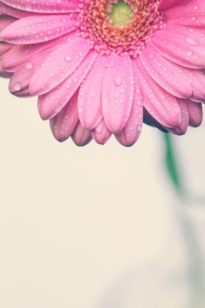 Gerbera Rosa Con Gotas De Agua Sobre Un Fondo Blanco Foto Premium