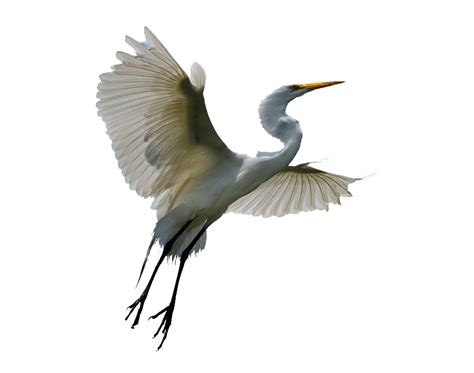 Flying Heron Transparent PNG All