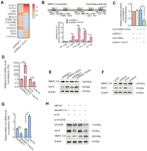 Downregulation Of Klf By Sal Mir And Increases Nmhc Iia Expression