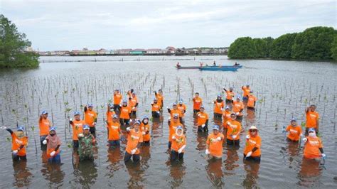 Jaga Ekosistem Dan Lingkungan Bibit Mangrove Ditanam Di Perairan