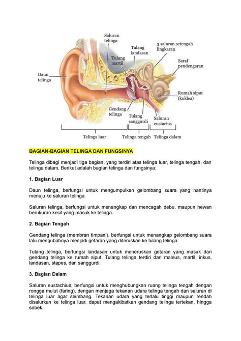 Bagian Telinga Bagian Bagian Telinga Dan Fungsinya Telinga Dibagi