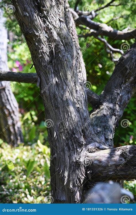 Juniperus Chinensis Kaizuka Stock Photo Image Of Wood Evergreen